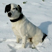 Appeal to help a very special support dog get treatment for possible tumour
