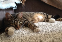 Help - my tabby & white cat's gone missing, Merton Park SW19