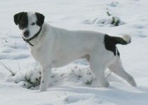 Appeal to help a very special support dog get treatment for possible tumour