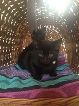 Collecting new kittens tomorrow - what have we forgotten?!