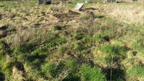 The 2015 Allotment / Veg Patch Thread - it's here!