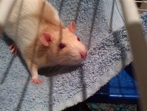 Small pet/s for a 5 year old?