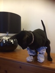 To pretend the cat did it and now I've had to put socks on her?