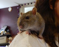 Small pet/s for a 5 year old?