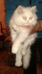 anyone here have a persian cat (am after tips, especially for a kitten..)