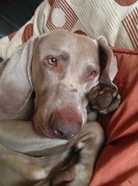 how does your dog sleep - feet in the air