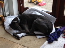 Getting to know Monty - less than a day into our adventure as fosterers