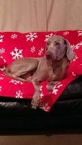 how does your dog sleep - feet in the air
