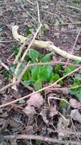 Can you help identify this plant?