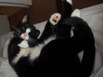 Nice moments with your cats
