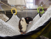 New ratty!