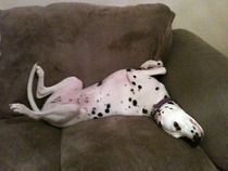 how does your dog sleep - feet in the air