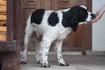 Rescue Cocker Spaniel