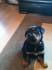 How did you feel after getting new puppy?
