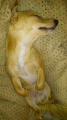 how does your dog sleep - feet in the air