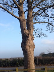 Can anyone identify a tree for me please?