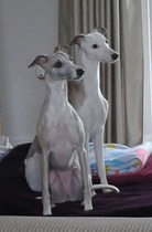 Thank you and hello from newbie dog owner and intros of the Chillywhippets