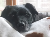 Share your funny animal stories to see your pet star in a Holly Webb story!