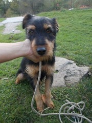 Its only been 3 weeks, and  I feel so guilty,but I really need another dog in my life!