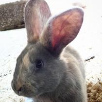 Err...done something I swore I would never do...