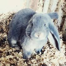 Err...done something I swore I would never do...