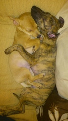 how does your dog sleep - feet in the air