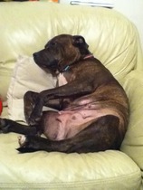 Would your dog be a good show dog?