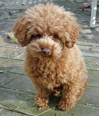 Recommendations on small dogs for young family!!