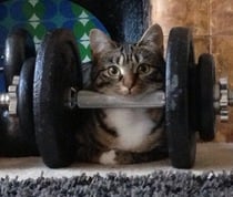 Help - my tabby & white cat's gone missing, Merton Park SW19