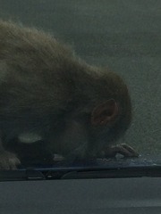 To ask if you've driven through a safari park...