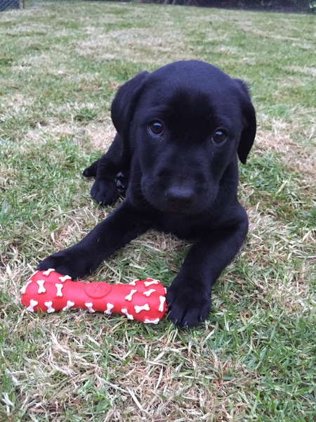 Our new puppy is here. And he's gorgeous!