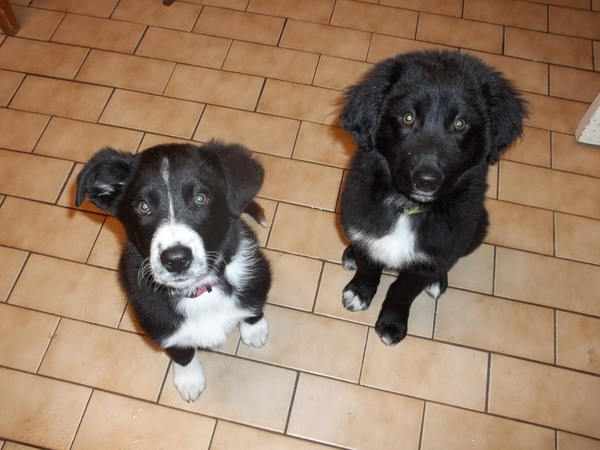 Is there a shameless photo sharing thread for our pooches??