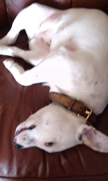 My dog nags  me to death, does anyone else have a needy dog?