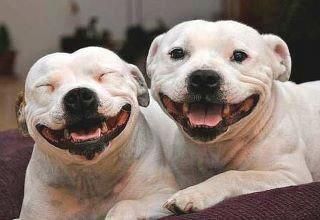 To wish dangerous dog breeds and all breeds closely resembling them were banned in UK?