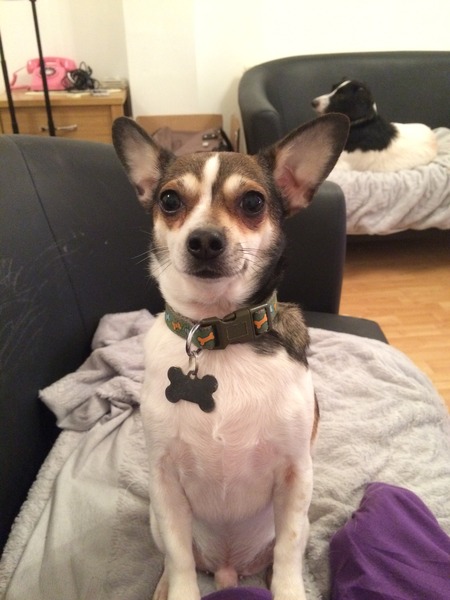 Is there a shameless photo sharing thread for our pooches??