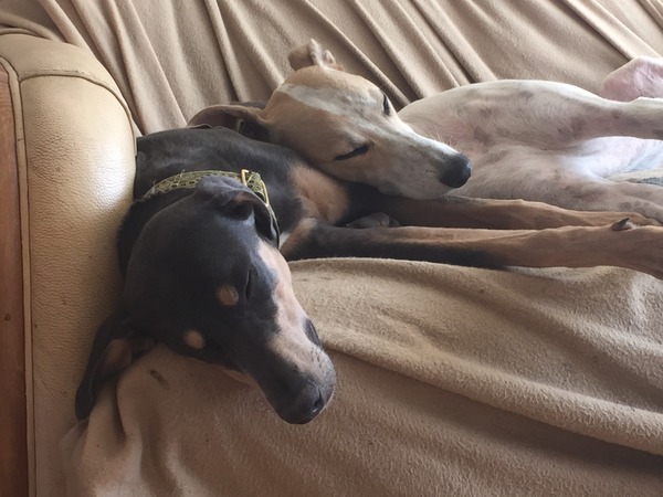 Whippets