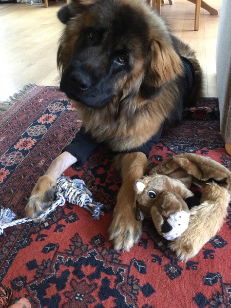Is there a shameless photo sharing thread for our pooches??