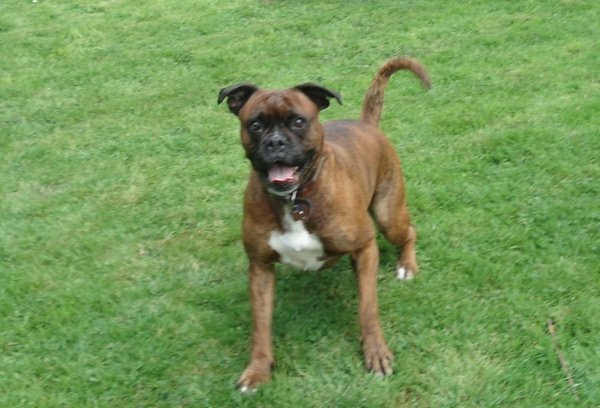 To wish dangerous dog breeds and all breeds closely resembling them were banned in UK?