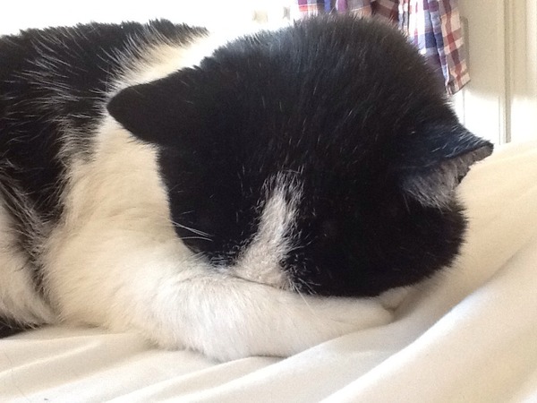 Come and sing the praises for your black/black and white cats