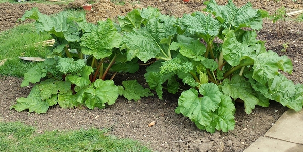 The 2015 Allotment / Veg Patch Thread Part 2