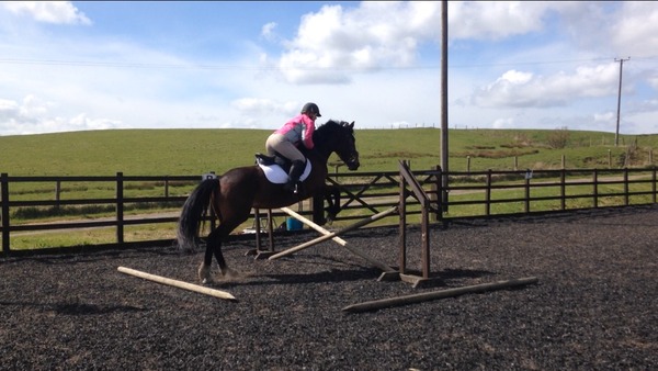 Is anyone else's horse losing the plot a bit at the moment?