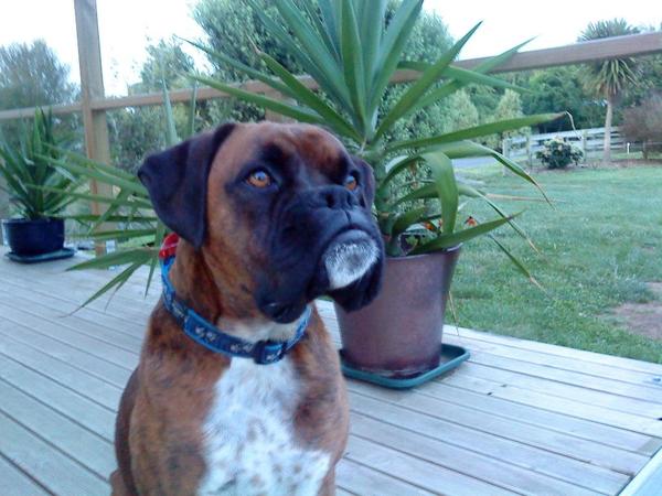 Is there a shameless photo sharing thread for our pooches??