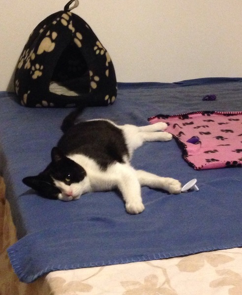 My boycat has come home after 8 months!
