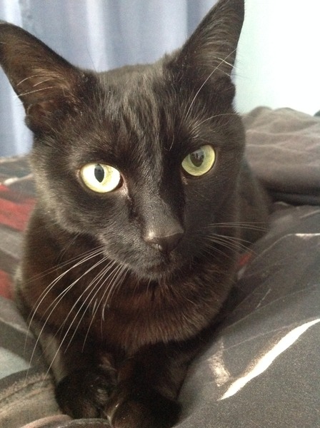 Come and sing the praises for your black/black and white cats