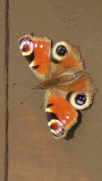 pretty wildlife in my garden
