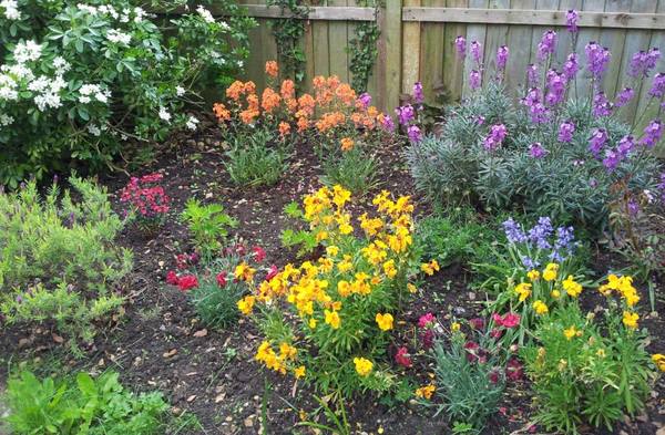 Do you have a cottage garden and if so what plant do you have?