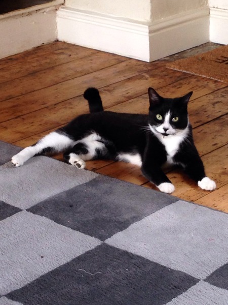 Come and sing the praises for your black/black and white cats