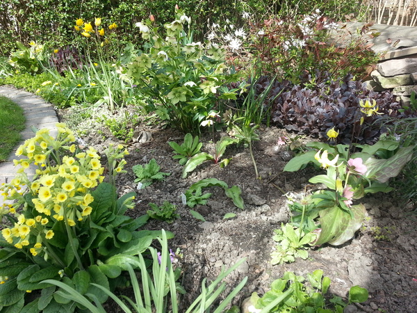 The 2015 Allotment / Veg Patch Thread Part 2