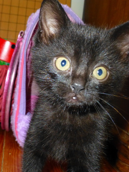 Come and sing the praises for your black/black and white cats