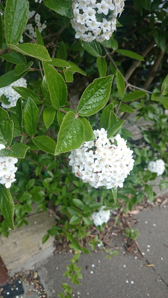 what is this plant please?